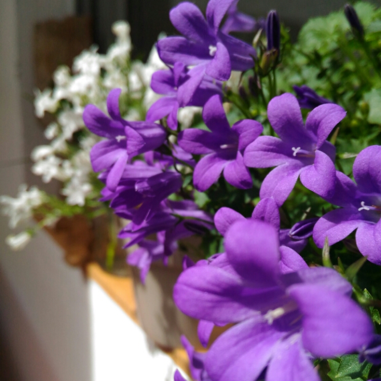 wp-1463480223824 image